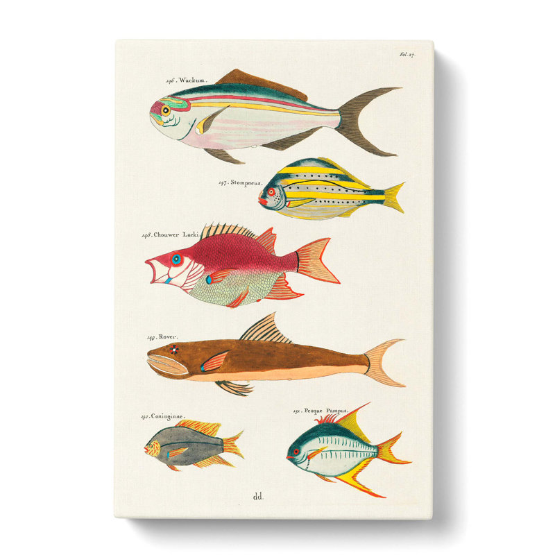 East Indies Fish Illustrations Fol. 27 by Louis Renard - Wrapped Canvas Painting, 76cm H x 50cm W x 3cm D