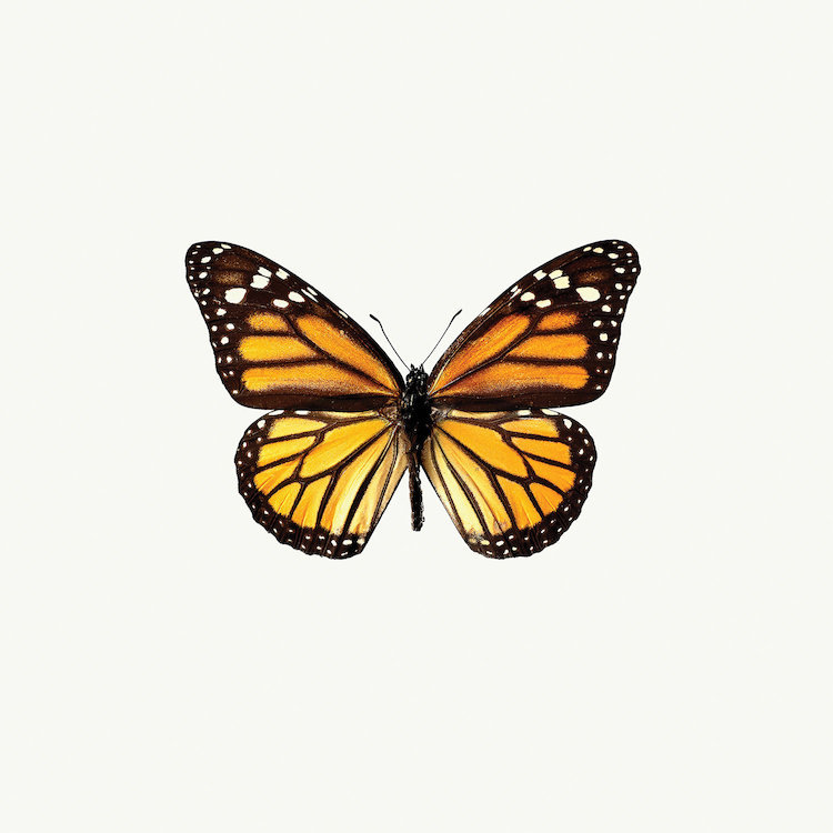 «Yellow Butterfly I», impression sur toile, H 16 po x l 16 po x P 1 po, Papier beaux-arts encadré noir