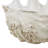 Cole And Grey Polystone Large Textured Shell Decorative White Sculpture