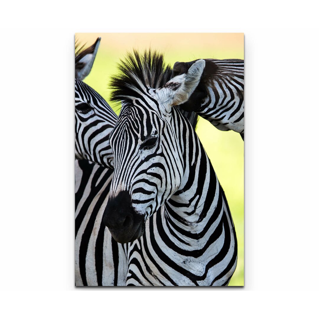 Leinwandbild Gesellige wilde Zebras