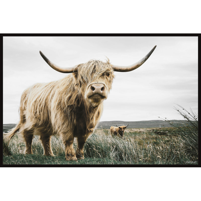 Roaming Cattle - Print, Floater Black Framed Canvas, 76cm H x 76cm W x 3.81cm D