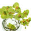 Orchid Arrangement in Glass Vase