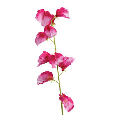 Sweet Pea