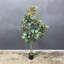 Magnolia artificiel, arbre artificiel, faux magnolia