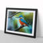 XH1022-597X An Effervescent Kingfisher Bird - Single Picture Frame Painting-2142928616-2142928617