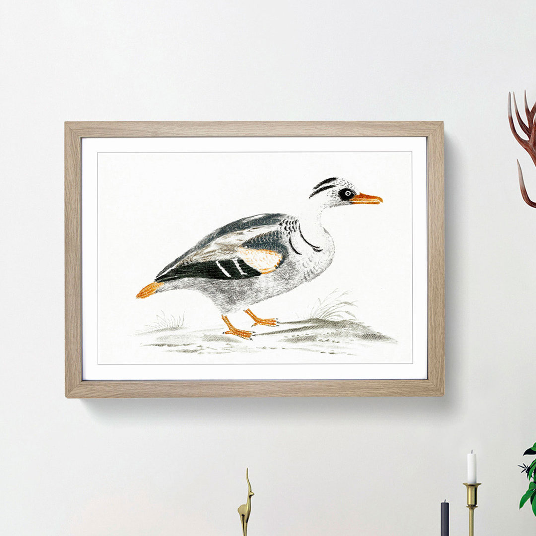 Portrait of a Duck by Johan Teyler - Picture Frame Painting Print
