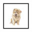 Chow chow-31493596-73279928-73279929