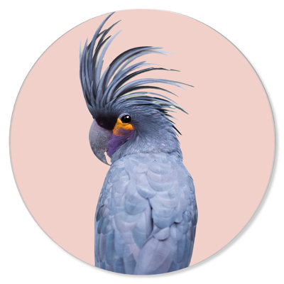 Blue Exotic Cackatoo Fashion and Glam Round Acrylic Art by Oliver Gal