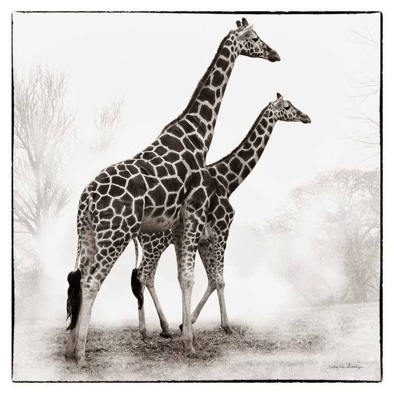 " Giraffe II " by Debra Van Swearingen, 20" H x 20" W