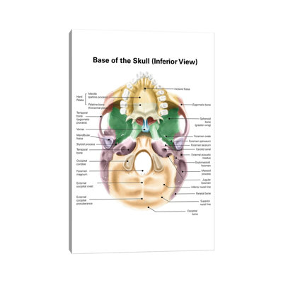 Colored Base Of Human Skull, Inferior View, With Labels by Alan Gesek - Wrapped Canvas Graphic Art