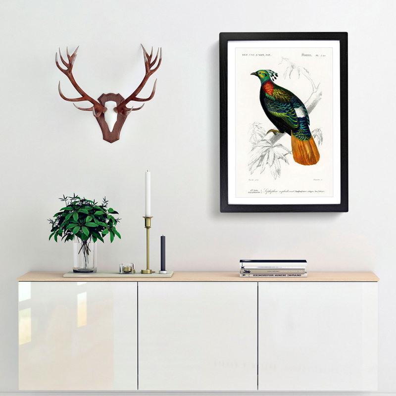 Himalayan Monal Bird by Charles D'Orbigny - Picture Frame Painting Print, 48cm H x 36cm W x 2cm D, Black Framed