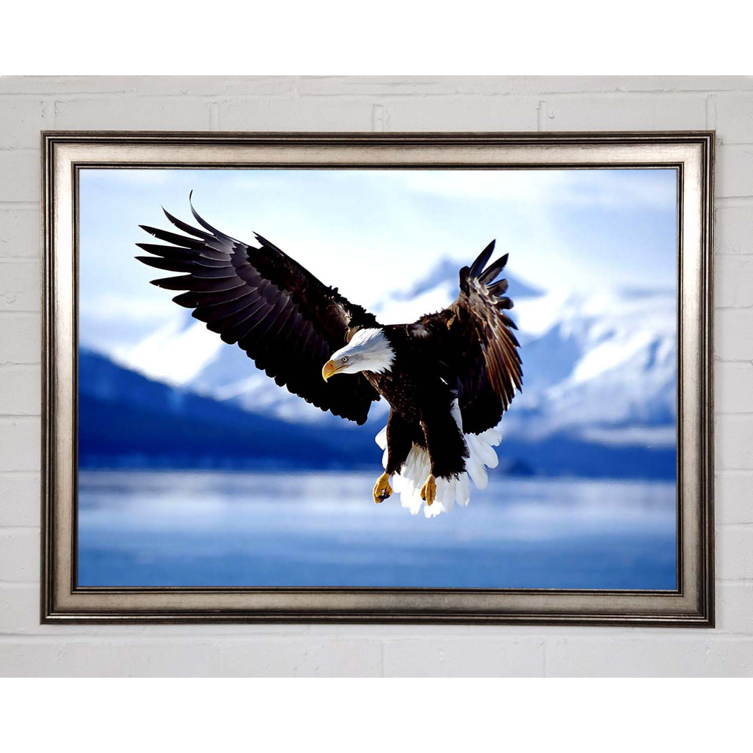 Gerahmtes Leinwandbild Bald Eagle In Flight Alaska