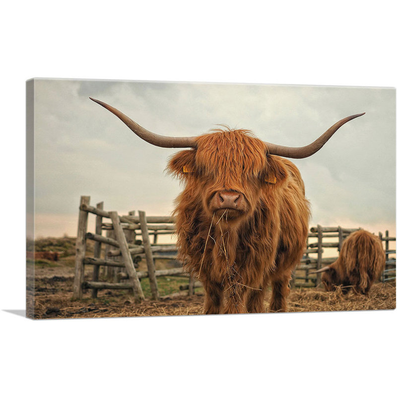 Highland Cow C best Stable - Reproduction de photo sur toile tendue, H 26 po x l 40 po x P 0,75 po