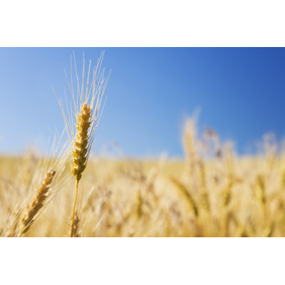 Wheat Field 1 Piece Wrapped Canvas Wall Art