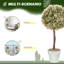 Annalynne 60cm Faux Murraya Flower Plant in Pot