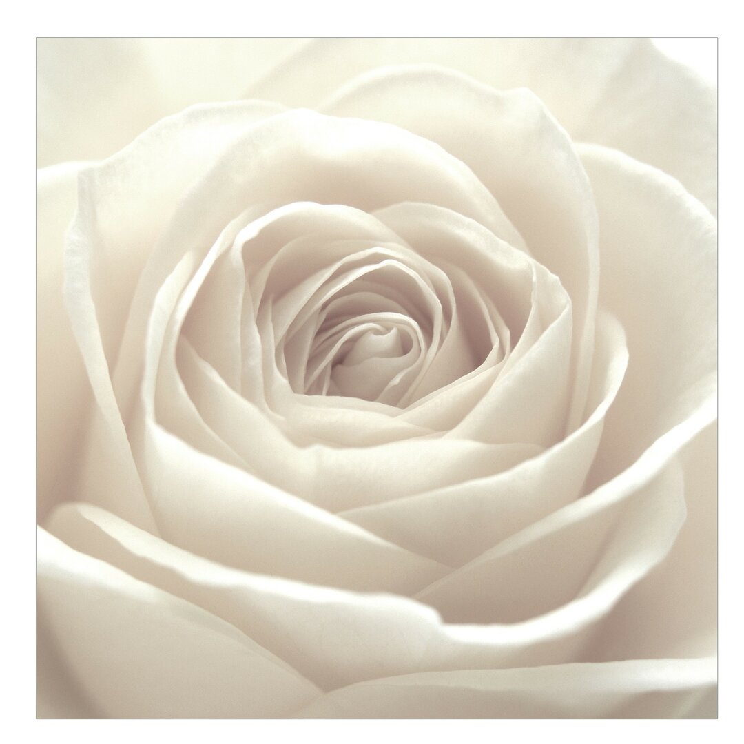 Tapete Pretty White Rose 2.4m L x 240cm B Lehto