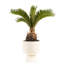 Sago Palm Tree in Ceramic/Wood Planter