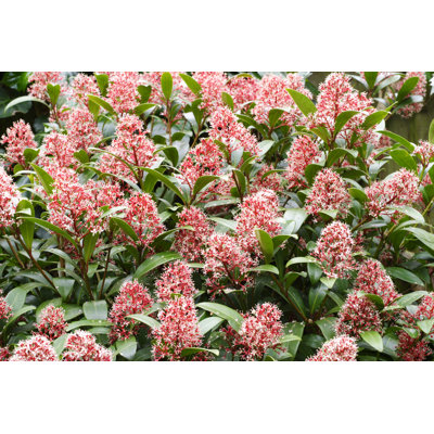 Skimmia 1 Piece Wrapped Canvas Wall Art