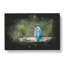 Kingfisher Looking West - Wrapped Canvas-56645620