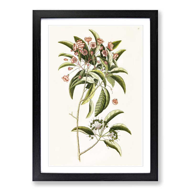 Mountain Laurel Flowers by Mark Catesby - Picture Frame Painting Print, Black Framed, 36cm H x 27cm W x 2cm D