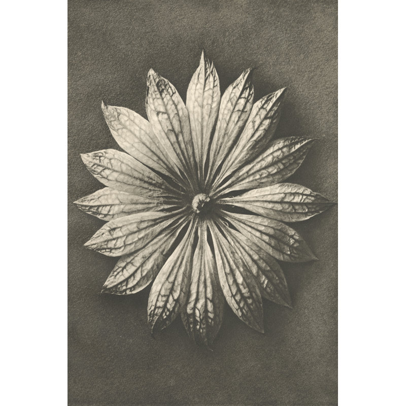Blossfeldt Flower II by Karl Blossfeldt - Print on Canvas, 122 cm H x 81 cm W, Black Floater Framed