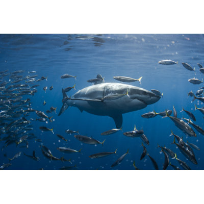 Maquereau et grand requin blanc - Photographie sur toile tendue