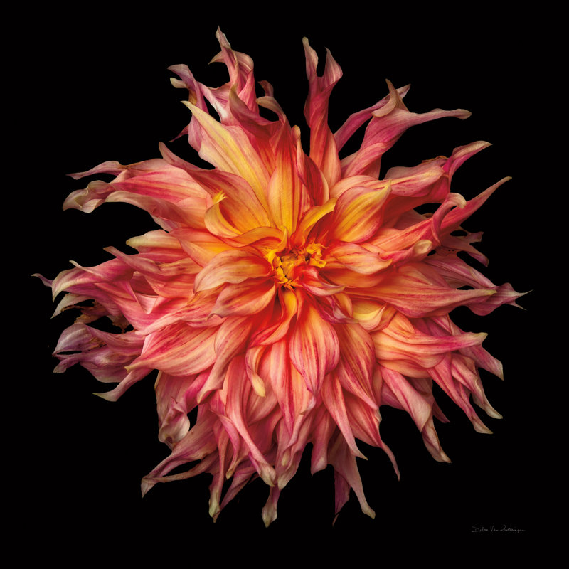 «Dahlia VI» par Debra Van Swearingen, H 20 po x l 20 po