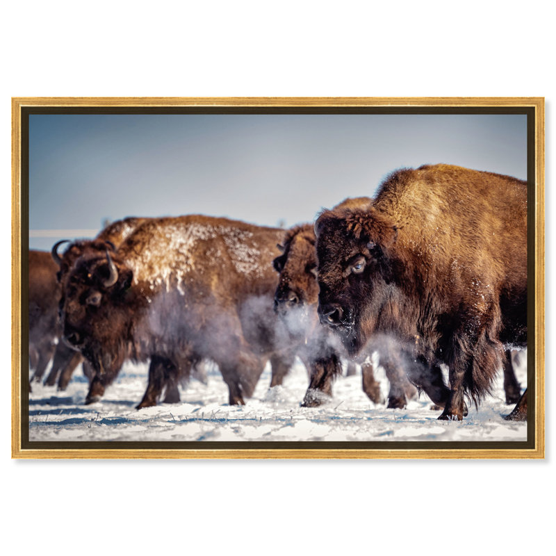 Buffalo Herd In A Snow Landscape Print, Gold Framed, 30" H x 45" W