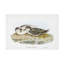 Bolognaise «Marine Birding Juming VI»-98248845