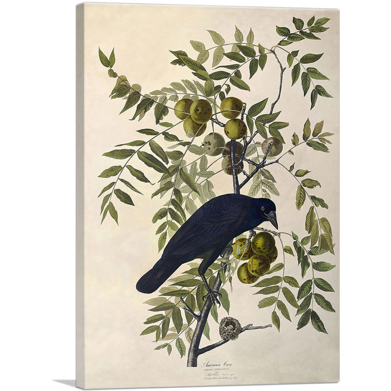 «American Crow» par James Audubon, impression sur toile tendue, H 40 po x l 26 po x P 0,75 po