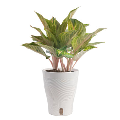 Aglaonema Plant in Planter