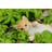 Lying Cat