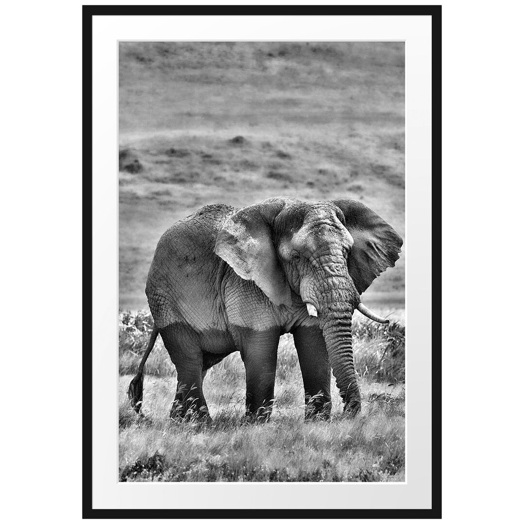 Gerahmtes Poster Gigantischer Elefant im Gras