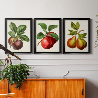 Antique Fruit IX - Ensemble de 3 impressions sur toile encadrées