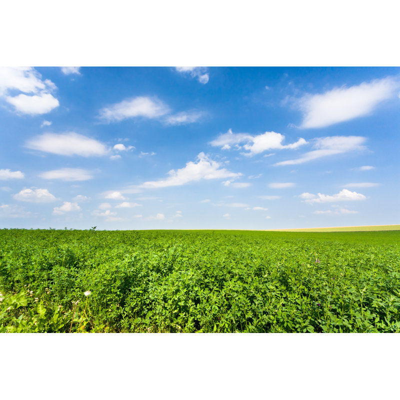 Lucerne Field Under Sky - Wrapped Canvas Print, 30cm H x 46cm W