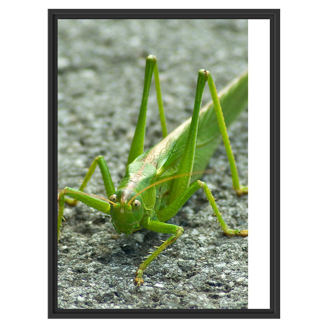 Gerahmtes Wandbild freche kleine Heuschrecke