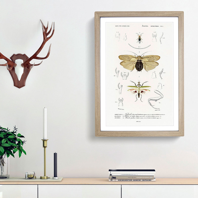 Insect of Illustrations PL.1 by Charles d'Orbigny - Picture Frame Painting Print, Oak Framed, 48cm H x 36cm W x 2cm D