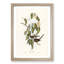 Graceful Ground Doves by Elizabeth Gould - Picture Frame Graphic Art Print-55608467-55608468