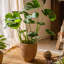 Faux Grass-Woven Cement Planter-1451856402