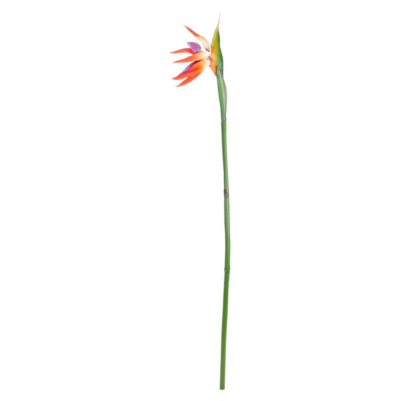 Paradises Arrangement