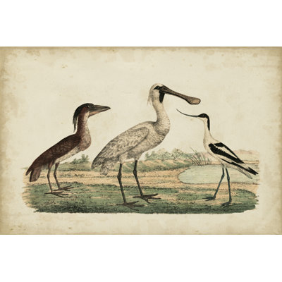 Avocet & Boat-Billed Heron by Friedrich Strack - Wrapped Canvas Print