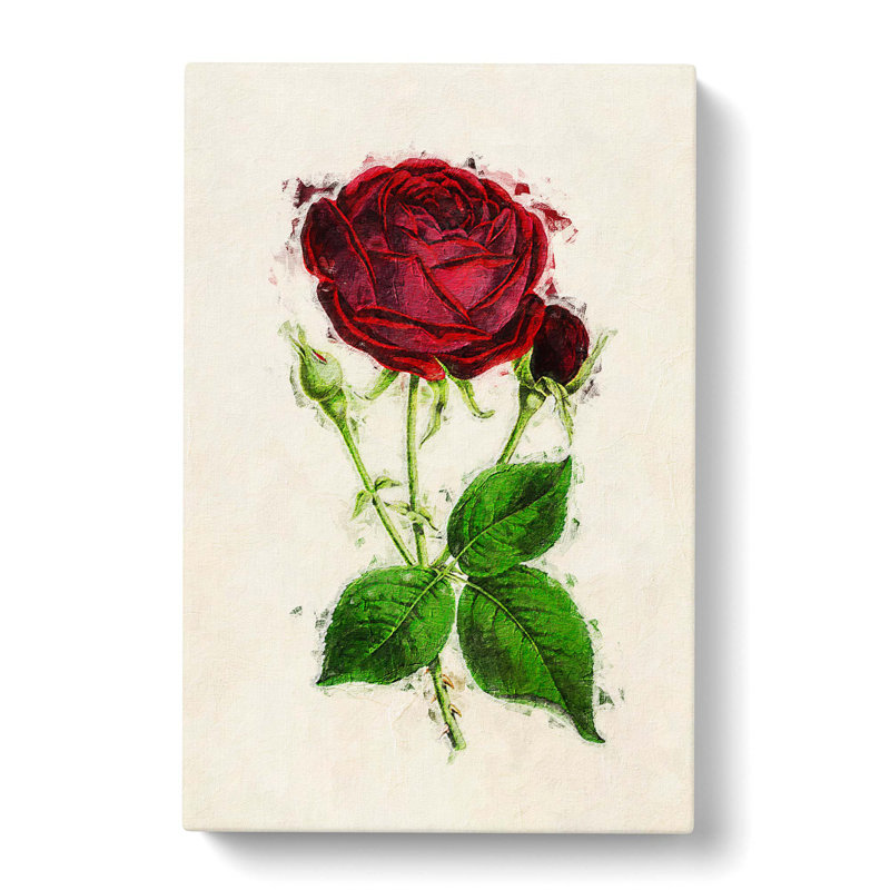 Illustration Of A Red Prince Noir Rose - Wrapped Canvas Painting, 76cm H x 50cm W x 3cm D