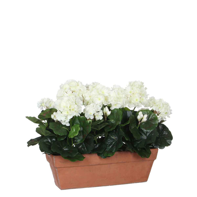 Geranium Arrangement in Planter, White