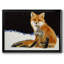 Renard-95906059-95906060
