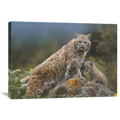 " Bobcat Mother And Kittens, North America " by Tim Fitzharris