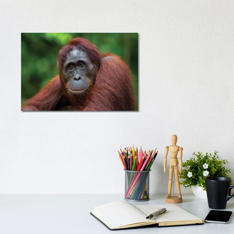 Orangutan Female Smile Borneo by Mogens Trolle - Wrapped Canvas Print, 20.32 cm H x 30.48 cm W