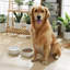 Anti-Skid Pet Bowl