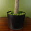 70cm Faux Evergreen Plant in Pot Liner