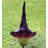 Purple Amorphallus Flower Statue