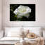 Harnek Dewdrops sur une rose blanche-107497042